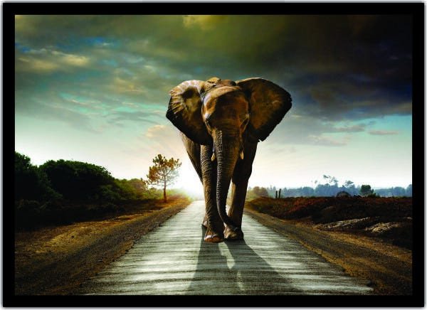 Quadro Decorativo Animais Elefante Salas Escritórios G05 - 1