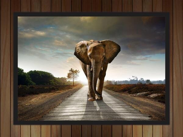 Quadro Decorativo Animais Elefante Salas Escritórios G05 - 2