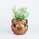 Ver imagem 3 de Cachepot Cerâmica Coruja Little Owl Urban