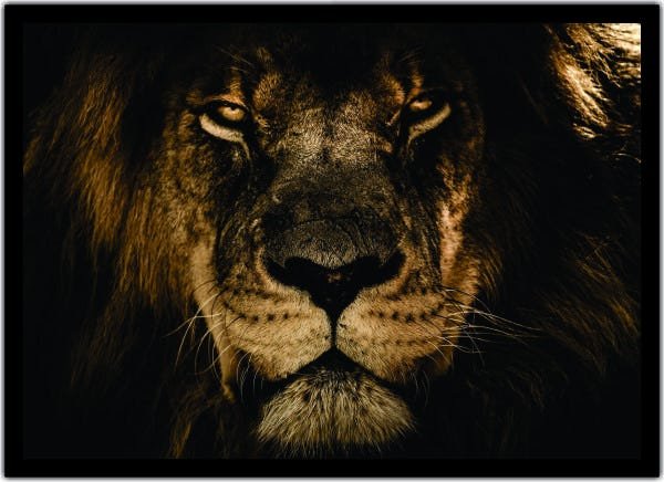 Quadro Decorativo Animais Leão Salas Escritórios G20 - 1