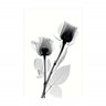 Quadro Flor Tulipas Digital X Ray Moderno Em Canvas - 3