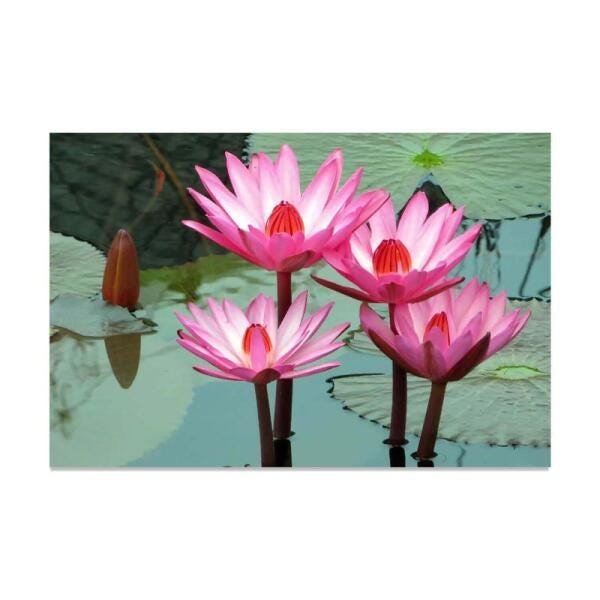 Quadro Flores Para Escritório Recepção Flor De Lótus - 1