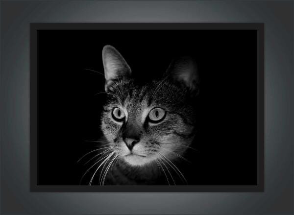 Quadro Decorativo Animais Gato Pet Shop Salas Decorações - 2