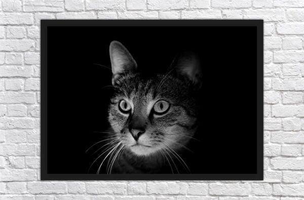 Quadro Decorativo Animais Gato Pet Shop Salas Decorações - 3