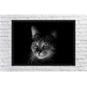 Quadro Decorativo Animais Gato Pet Shop Salas Decorações - 3
