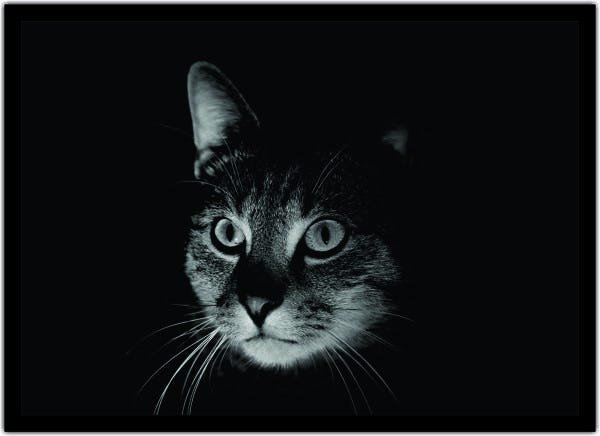 Quadro Decorativo Animais Gato Pet Shop Salas Decorações - 1