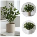 Ver imagem 6 de Kit 3 Peperômia Artificial Premium 80cm Galhos Realistas para Vasos e Arranjos