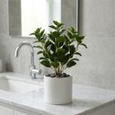 Ver mais imagens de Kit 3 Peperômia Artificial Premium 80cm Galhos Realistas para Vasos e Arranjos