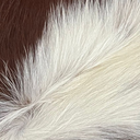 Ver imagem 4 de Tapete Couro de Vaca Inteira