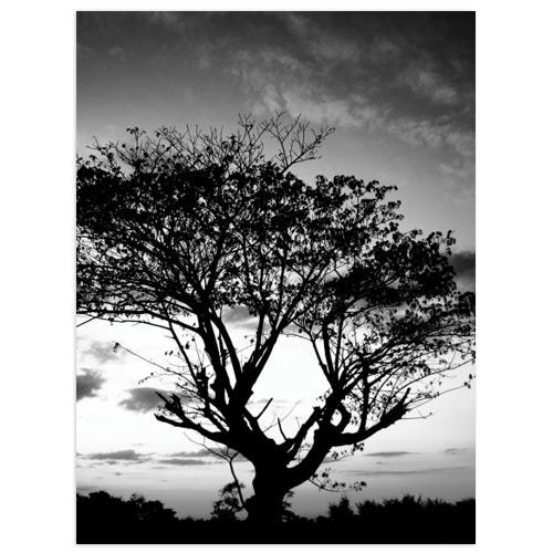 Quadro Decorativo Àrvore Pb Midiapoparte 75x100cm para Salas, Escritórios e Escritórios - 1