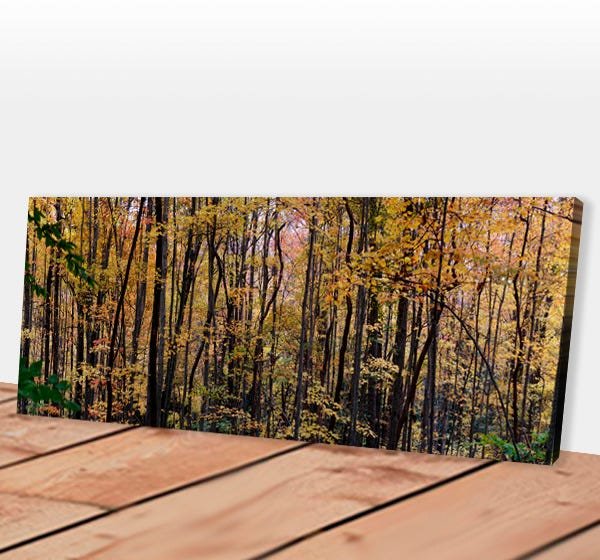 Quadro Panorâmico Arboreal Forest 100x40 Midiapoparte para Salas, Escritórios - 1