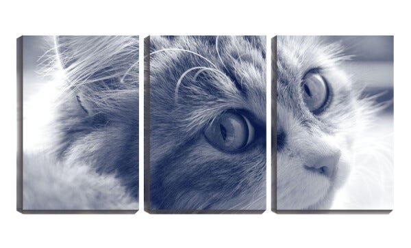 Quadro Decorativo 80x140 pêlos de gato animal - 1