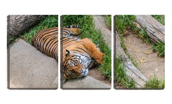 Quadro Decorativo 68x126 tigre deitado - 1