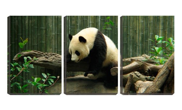 Quadro Decorativo 45x96 urso panda na floresta - 1