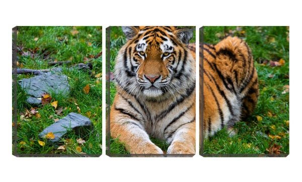 Quadro Decorativo 45x96 tigre olhando para frente - 1