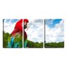 Quadro Decorativo 30x66 arara colorida em dia claro - 1