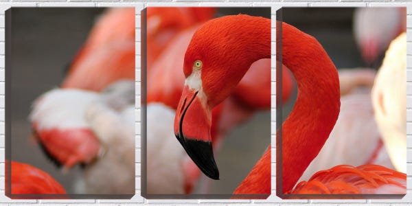 Quadro Decorativo 45x96 bico de flamingo - 1