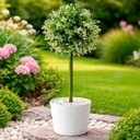 Ver imagem 3 de Bucho Buchinho Planta Artificial Decoração Kit 4pçs de 80cm