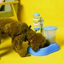 Ver imagem 3 de Bebedouro Comedouro Automático Cachorro Cães Gatos Lambe Bilha Azul