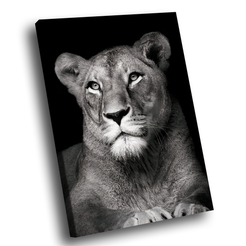 Quadro Leoa no Preto -- BR ARTES