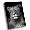 Ver imagem 1 de Quadro Leoa no Preto -- BR ARTES