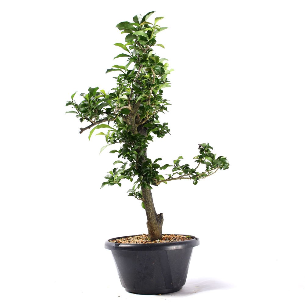 Pré Bonsai Mini Caqui 07 Anos - 3