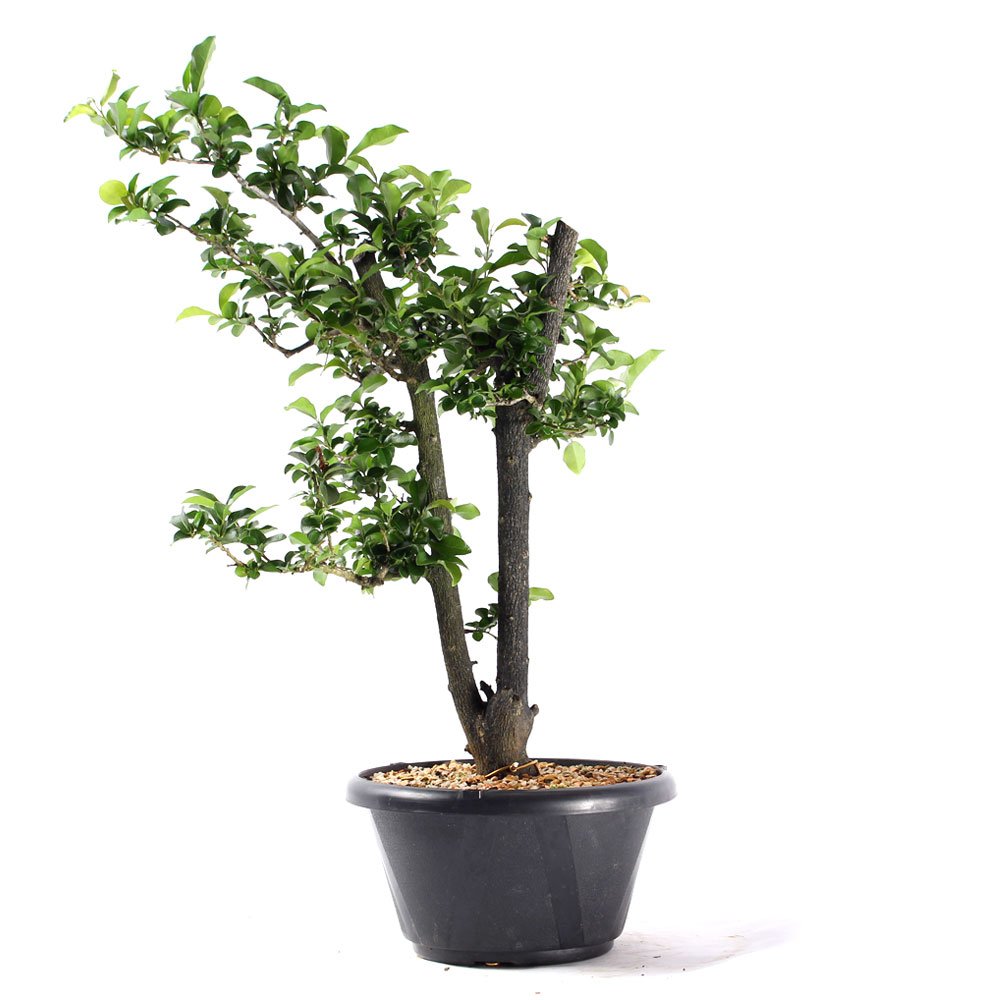 Pré Bonsai Mini Caqui 07 Anos