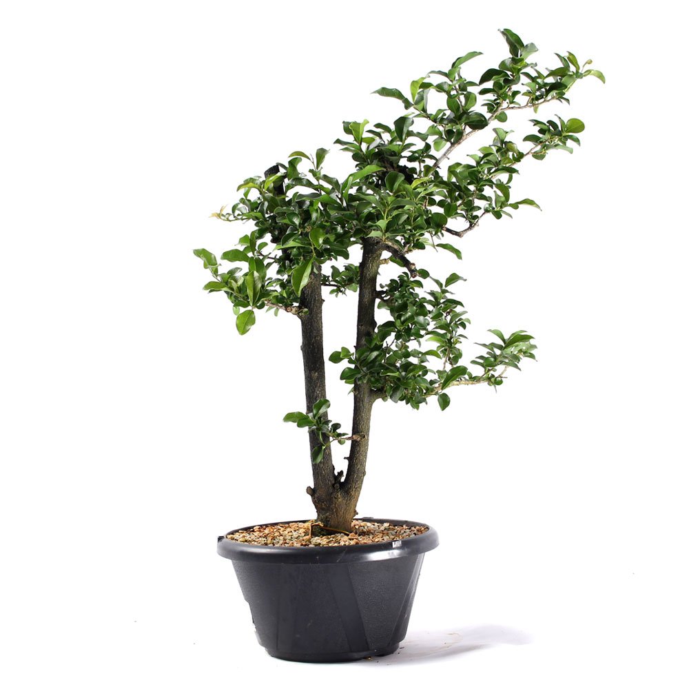 Pré Bonsai Mini Caqui 07 Anos - 4