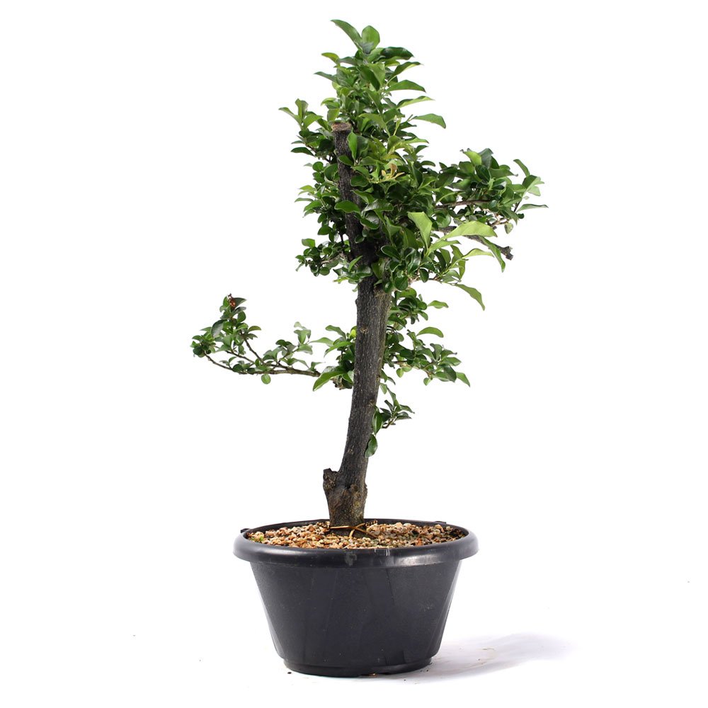 Pré Bonsai Mini Caqui 07 Anos - 2