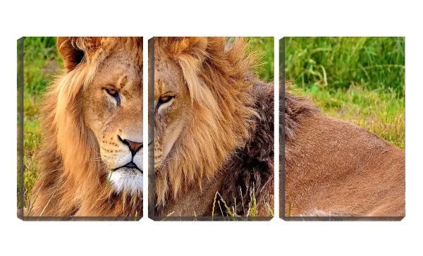 Quadro Decorativo 30x66 olhar dócil de leão na savana - 1