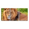 Quadro Decorativo 30x66 olhar dócil de leão na savana - 1