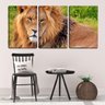 Quadro Decorativo 30x66 olhar dócil de leão na savana - 2