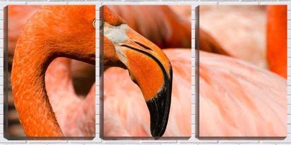 Quadro Decorativo 30x66 bico de flamingo - 1