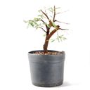 Ver imagem 4 de Pré Bonsai Caliandra Rosa 04 Anos