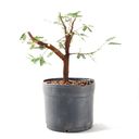 Ver imagem 1 de Pré Bonsai Caliandra Rosa 04 Anos