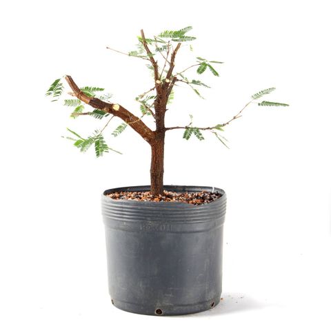 Pré Bonsai Caliandra Rosa 04 Anos