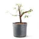 Ver imagem 3 de Pré Bonsai Caliandra Rosa 04 Anos