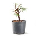 Ver imagem 2 de Pré Bonsai Caliandra Rosa 04 Anos