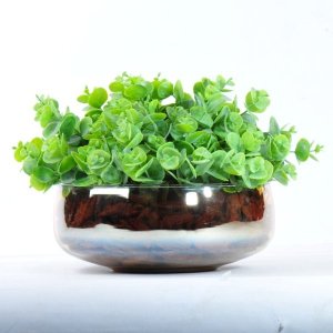 Arranjo Jardim de Eucaliptos em Vaso Ambar
