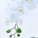 Ver imagem 3 de Arranjo de Orquídea Branca Toque Real Espelhado Eros