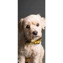 Ver imagem 2 de Adesivo de Porta Cachorro 4 Arte Destaque G - 0,93 X 2,13 Metros