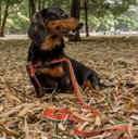 Ver imagem 4 de Peitoral e Guia para Cachorros - Tamanho Pequeno - Modelo Melancia
