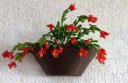Ver imagem 1 de Vaso Planta 40x15 Parede Polietileno BGPLASTICOS MARROM CAFE 003