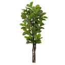 Ver imagem 1 de Árvore Ficus Lyrata Real Toque com Troncos Naturais 1,85m | Formosinha