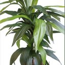 Ver imagem 2 de Árvore Artificial Dracena Toque Real 120cm com Vaso Vietnamita Preto Fosco