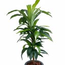 Ver imagem 3 de Árvore Artificial Dracena Toque Real 120cm com Vaso Vietnamita Preto Fosco