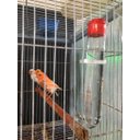 Ver imagem 1 de 10 Bebedouros Vidro Fino Liso Com Tampa P Pássaros