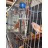 10 Bebedouros Vidro Fino Liso Com Tampa P Pássaros - 3