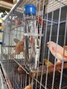 Ver imagem 3 de 10 Bebedouros Vidro Fino Liso Com Tampa P Pássaros