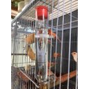 Ver imagem 4 de 10 Bebedouros Vidro Fino Liso Com Tampa P Pássaros